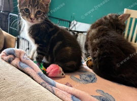 Kitten ready to go now!!!