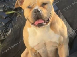 5 year old bully for rehoming