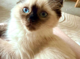 Seal colorpoint Ragdoll
