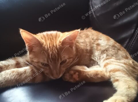 1 Kitten wee ginger boy