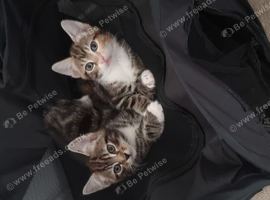 Lovely boy and girl kittens