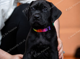 Cane Corso x Presa Canario