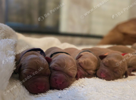 KC Registered Dark fox red labrador puppies