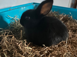 Mini lop cross: Ready to leave