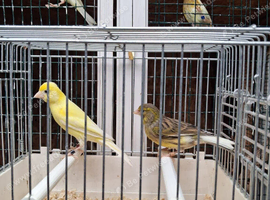 Spanish Raza Adult Pairs for sale