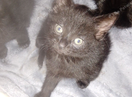 Kittens for sale *READY NOW*