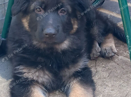 BEAUTIFUL LONG/SEMI LONG COATED GERMAN SHEPHERD PUPPIES 2 GIRLS LEFT