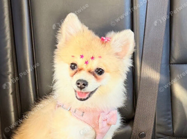pomeranian puppy