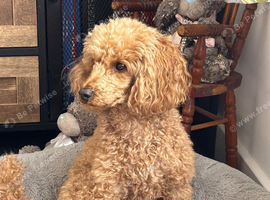 Toy poodle