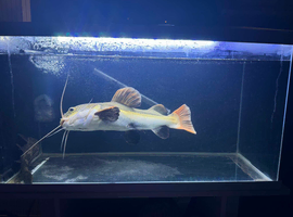 Redtail CatFish