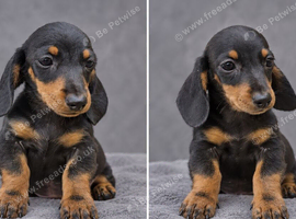 3 girls 3 boys miniature dachshunds