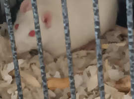 Two boy rats one year old and big cage &pound;130