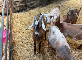 Anglo nubian x billies for sale