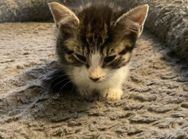 Kittens ready to leave last few