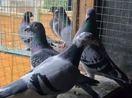 Pigeon