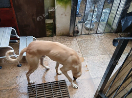 Greyhound/ sulki