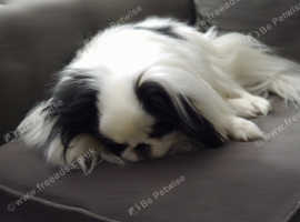KC BOY LOOKING FOR A GIRL, SCOTLAND