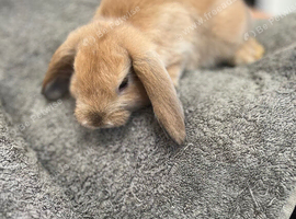 Gorgeous Mini Lop Babies Ready Now