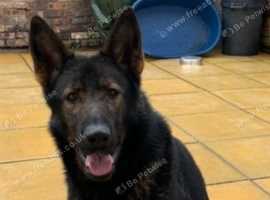 Exceptional Quality German Shepherd for Stud