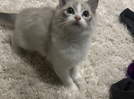 Lilac male ragdoll kitten
