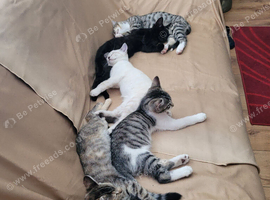 Beautiful kittens for new homes
