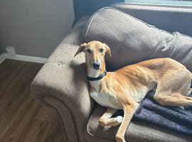 Saluki Bull