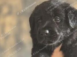 German shepherd x Labrador puppies READY NOW