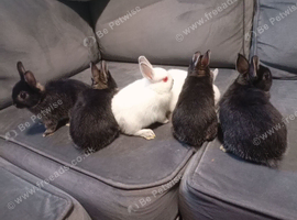 Netherland dwarf rabbits
