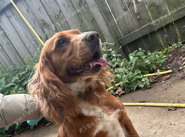 3 year old cocker spaniel bitch