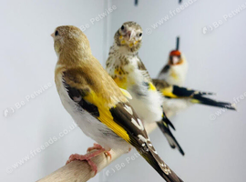 Siberian goldfinch