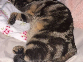 2 cats one male and one female