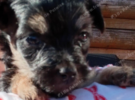 Gorgeous Yorkies litter of four 3boys 1 blue eyed girl available