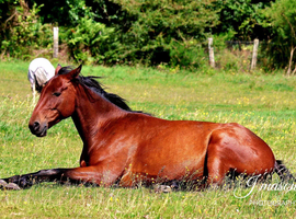 15.2hh 6yo Gelding &ndash; Lovely Project / All-Rounder