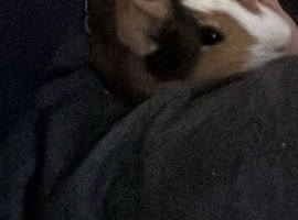 2 guinea pigs for re home both males