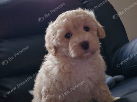 BEAUTIFUL MALTIPOO GIRL