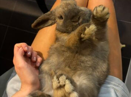Pure bred mini lop boy