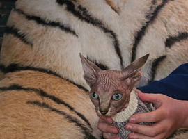 Sphynx kittens