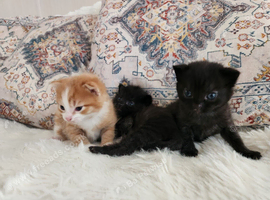 Kittens  ready August 20th