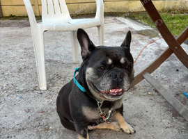 French bulldog