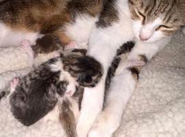 4 Tabby Kittens