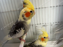 Cockatiels