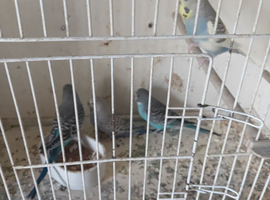 Budgies for sale