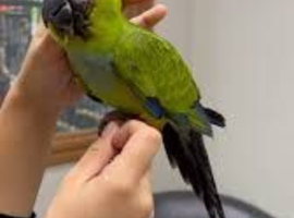 Black hooded nanday conure
