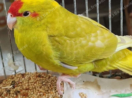 Young lime coloured kakariki