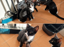 Black and Tuxedo Kittens