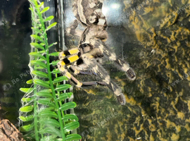 Indian ornamental - well grown on- stunning spider