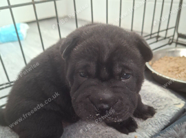 3 beautiful sharpi puppies