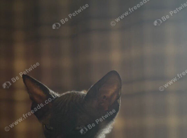 Black boy Sphynx cat for sale