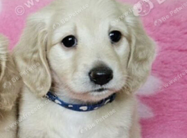 Cream long haired minis  READY NOW