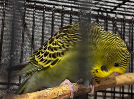 4 Green budgies looking for new home